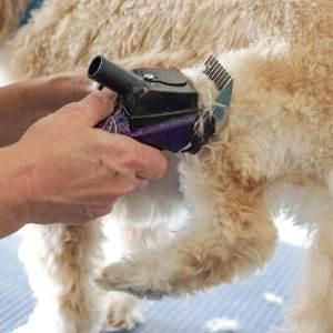 Dog Grooming Mandurah 